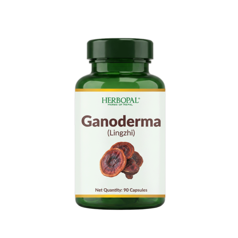 Ganoderma (Reishi/Lingzhi)
